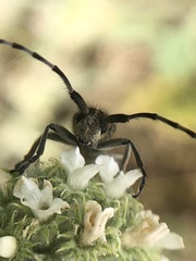 Agapanthia suturalis