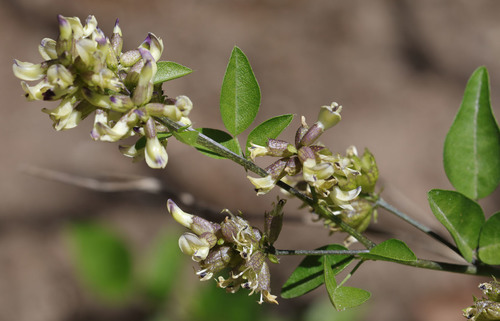 iNaturalist observation photo of forest scurfpea