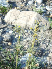 Pilosella piloselloides