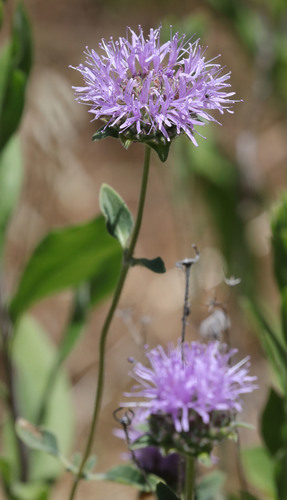 iNaturalist observation photo of Coyote Mint