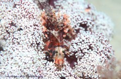 Dendrochirus brachypterus