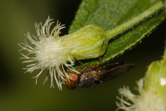 Diptera