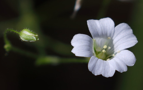 iNaturalist observation photo of flowering plants