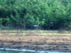 Pluvialis squatarola