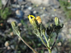 Pilosella piloselloides