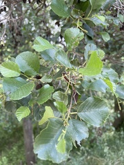 Alnus lusitanica