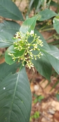 Psychotria tenuifolia
