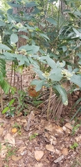 Psychotria tenuifolia