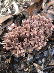 Ramaria versatilis