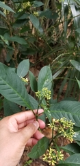 Psychotria tenuifolia