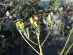 Pilosella piloselloides