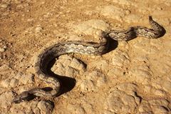 Boa constrictor occidentalis