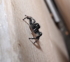 Carrhotus xanthogramma