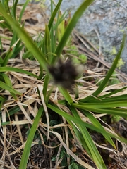 Carex foetida