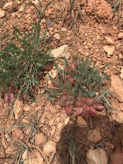 Astragalus megacarpus