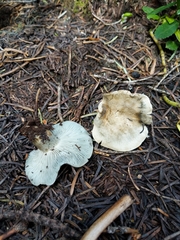 Hygrophorus caeruleus