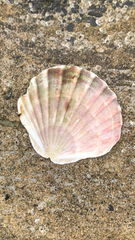 Pecten