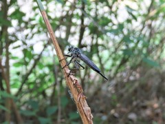 Neoitamus angusticornis