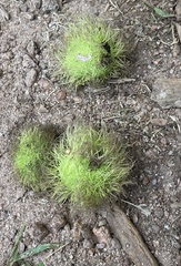 Maclura