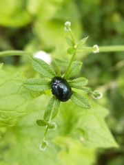 Chrysolina oricalcia