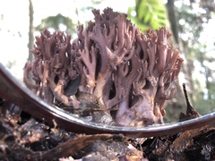 Ramaria versatilis
