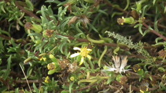 Senecio acutifolius