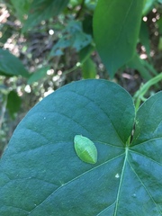 Tituria