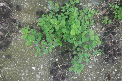 Sida chinensis