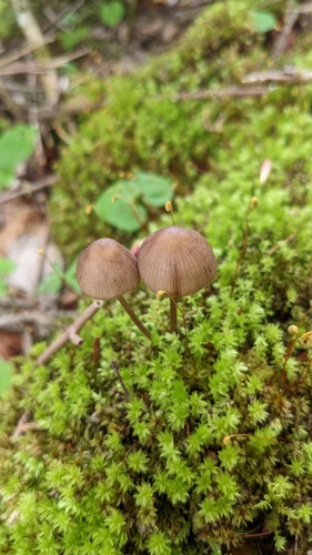 Mycena