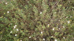 Senecio acutifolius