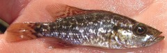 Serranochromis angusticeps