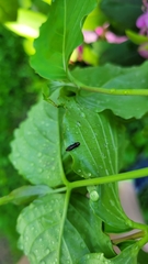 Agrilus cuprescens