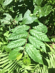 Glochidion philippicum