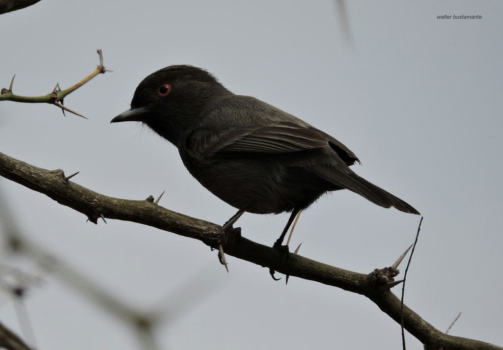 Cinereous Tyrant (Knipolegus striaticeps)