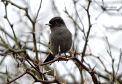 Knipolegus striaticeps