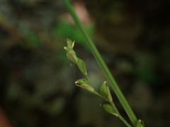 Carex purpurifera