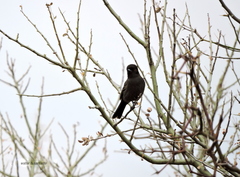 Knipolegus striaticeps