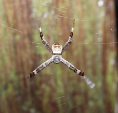 Argiope amoena