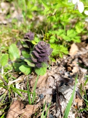 Ajuga pyramidalis