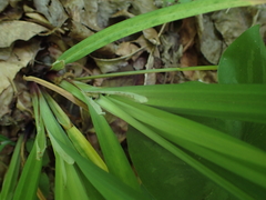 Carex purpurifera