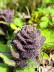 Ajuga pyramidalis