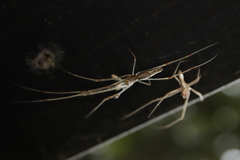 Tetragnatha praedonia