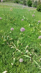 Allium sewerzowii