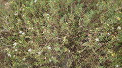 Senecio acutifolius