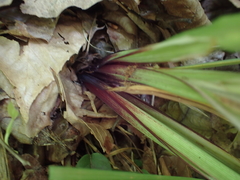 Carex purpurifera