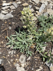 Alyssum lenense