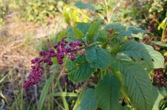 Phytolacca thyrsiflora