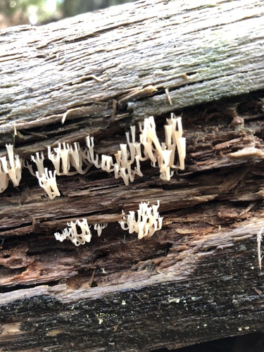 Artomyces colensoi image