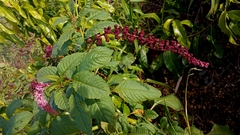 Phytolacca thyrsiflora