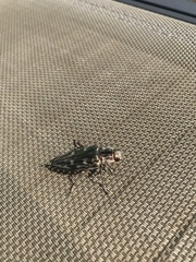 Chrysochroini